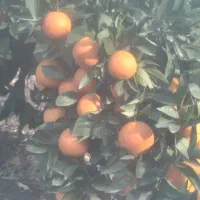 پرتقال خونی