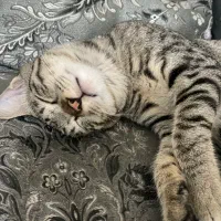 جفت گیری گربه دی اس اچ