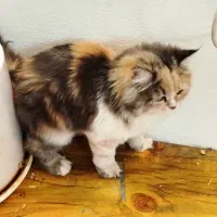 گربه پرشین سن شش ماهو نیم