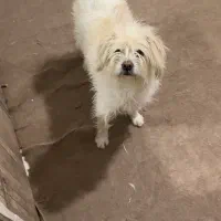 سگ گمشده|حیوانات|اصفهان, زاجان|دیوار