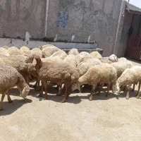 قدیمی ترین گوسفند فروشی در کرج و مناطق اطراف