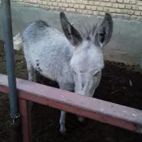 کره الاغ ماده گله ایی