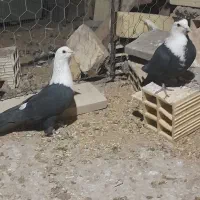 سه جفت سر سفید|پرنده|رفسنجان, |دیوار