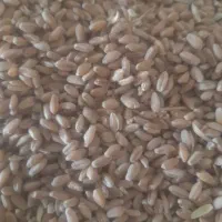 گندم بذری مهرگان|خدمات باغبانی و درختکاری|اهواز, اسماعیلیه|دیوار