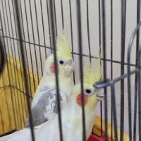 عروس هلندی مولد|پرنده|شاهرود, |دیوار