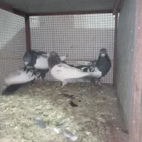 کبوتر|پرنده|برخوار, |دیوار