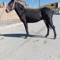 هر نمونه قاطر موجود|حیوانات مزرعه|شیراز, تحویلی|دیوار