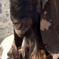 فروش بز نر داشتی(پازن)