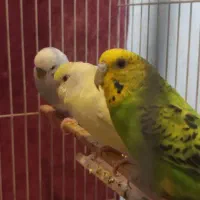مرغ عشق|پرنده|مشهد, حسابی جنوبی (شهرک غرب)|دیوار