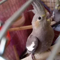 جوجه عروس هلندی|پرنده|کرج, شهرک امام رضا (ع)|دیوار