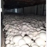 کمپوست قارچ دکمه ای/ مستقیم از کارخانه کمپوست