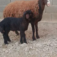 شیشک میش بره دار افشاری روزگاری و بره نر پرواری