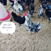 تخم نطفه دار گلین لری