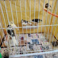 ((قناری خانگی پرورش خانگی سالم و سرحال درشت))