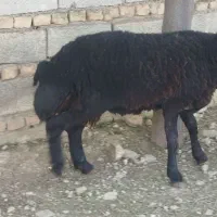 گوسفند و نر بره قوچی