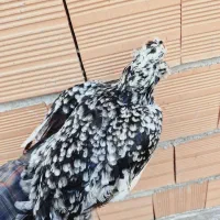 تخم نطفه دار مرغ گلین اصل|حیوانات مزرعه|گرگان, |دیوار