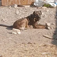 ماده خراسانی