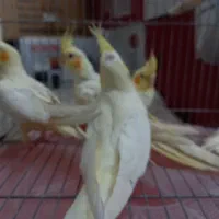 عروس هلندی|پرنده|قم, چهار امامزاده|دیوار