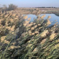 ۱۲ من زمین کشاورزی|اجارهٔ دفتر صنعتی، کشاورزی، تجاری|زابل, |دیوار