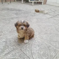 سگ پا کو تا|سگ|قم, منبع آب|دیوار