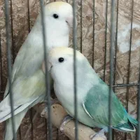 کوتوله برزیلی مولد واقعی درجه یک .