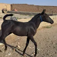 کره مادیان کره دالاهو ایلام وکره نریان کره دالاهو|اسب و تجهیزات اسب‌سواری|شراء, |دیوار