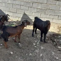 بزغاله نر صلاصه|حیوانات مزرعه|بیستون, |دیوار