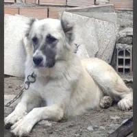 واگذاری سگ ماده ترکمن دم فحل|سگ|بندر ترکمن, |دیوار