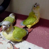 جوجه گرنچیک دلوته