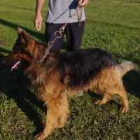 ۲عدد سگ ژرمن نر و ماده