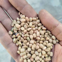 لوبیا اشی|خوردنی و آشامیدنی|دره شهر, |دیوار