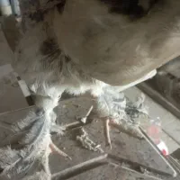 جوجه برهما