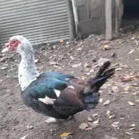 حیوانات محلی|حیوانات مزرعه|رضوانشهر, |دیوار