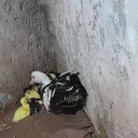 اردک مادربه همراه بچه ها|حیوانات مزرعه|ساری, |دیوار