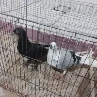 کبوتر|پرنده|گرگان, |دیوار