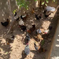 مرغ و خروس گلین
