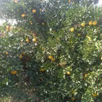 کارگر نارنگی چین کاربلدوماهر