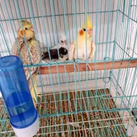 مرغ عشق وعروس هلندی