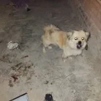 توله سگ اشمیتز