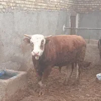 گوساله سیمینتال نر اصل