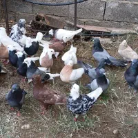 کبوتر نقش پرشی مسافتی