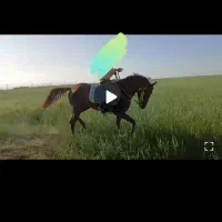 اسب نریان کرد|اسب و تجهیزات اسب‌سواری|اردبیل, |دیوار