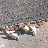 چند عدد مرغ و خروس|حیوانات مزرعه|ویسیان, |دیوار