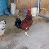 خروس|حیوانات مزرعه|اسدآباد, |دیوار