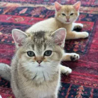 گربه بریتیش ماده و نر