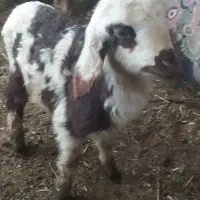 یک عدد بره شیری ماده خوش رنگ