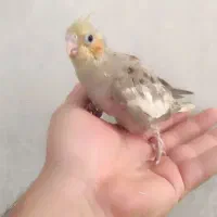 جوجه عروس هلندی اهویی|پرنده|قم, حنیف نژاد|دیوار