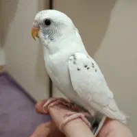 یک جفت مرغ عشق با قفس و غذا