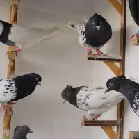 کفتر پرشی|پرنده|کاشمر, |دیوار