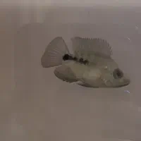 ماهی اکواریوم سیچلاید و پرت